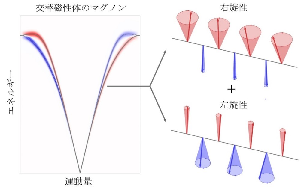 交替磁性体のマグノンスペクトルとカイラルマグノンのイメージ